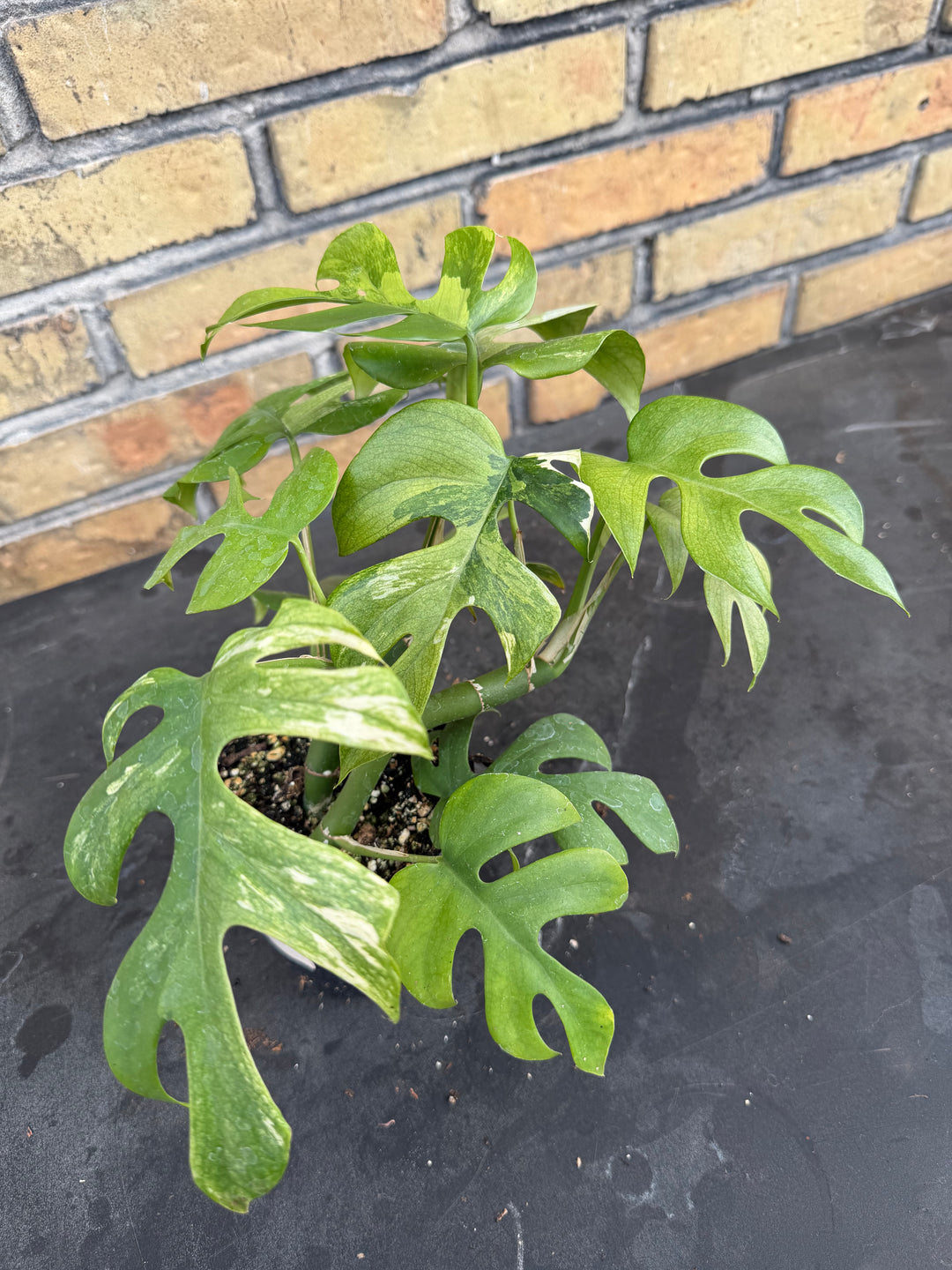 Rhaphidophora tetrasperma Variagata