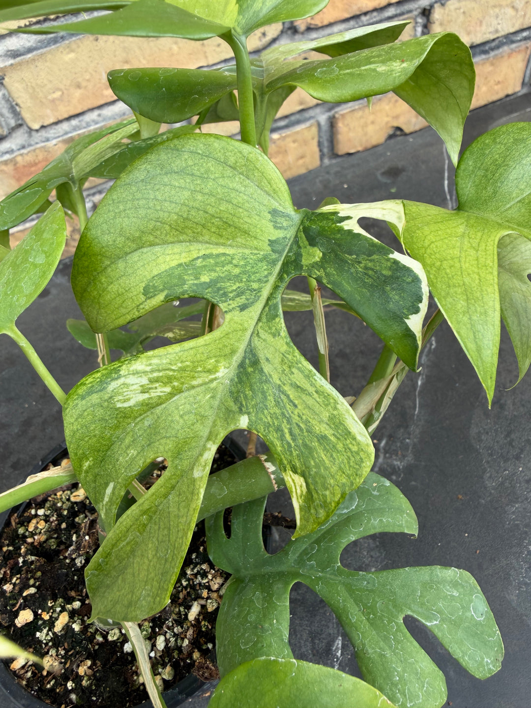 Rhaphidophora tetrasperma Variagata