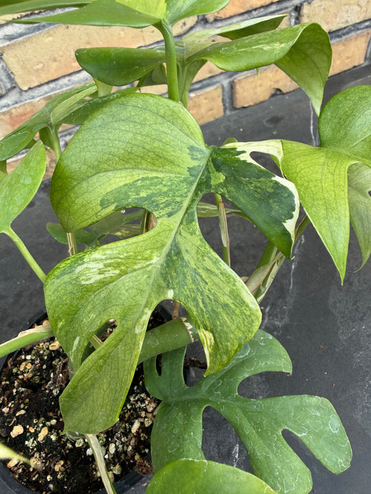 Rhaphidophora tetrasperma Variagata
