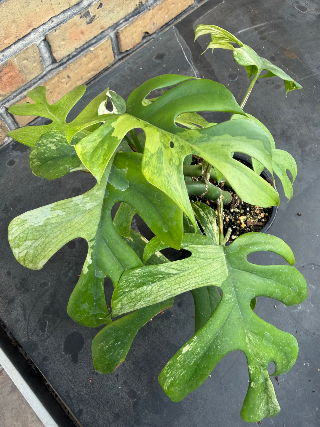 Rhaphidophora tetrasperma Variagata