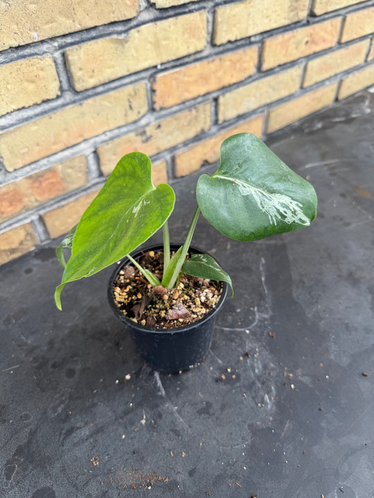 Monstera bulbasaur