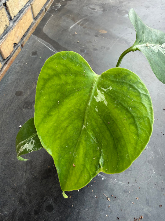 Monstera bulbasaur