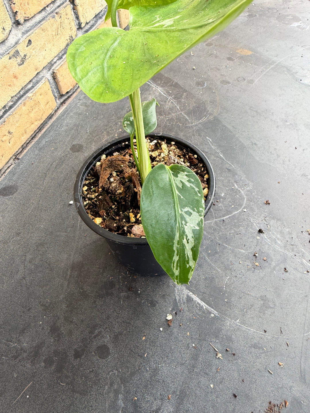 Monstera bulbasaur