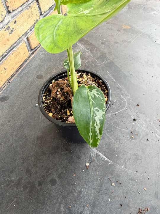 Monstera bulbasaur