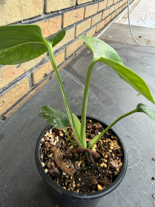 Monstera bulbasaur