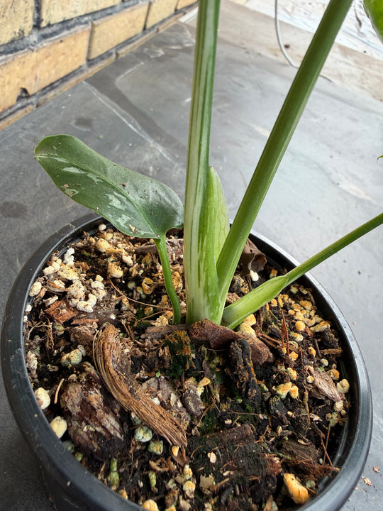Monstera bulbasaur
