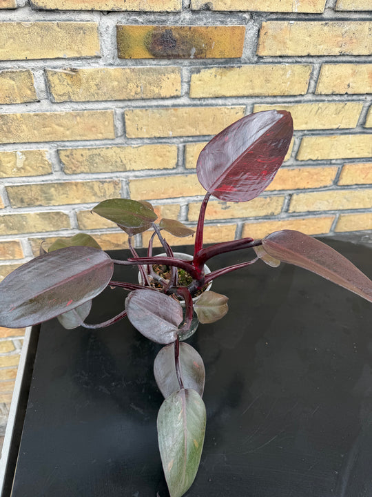 Philodendron princess of orange