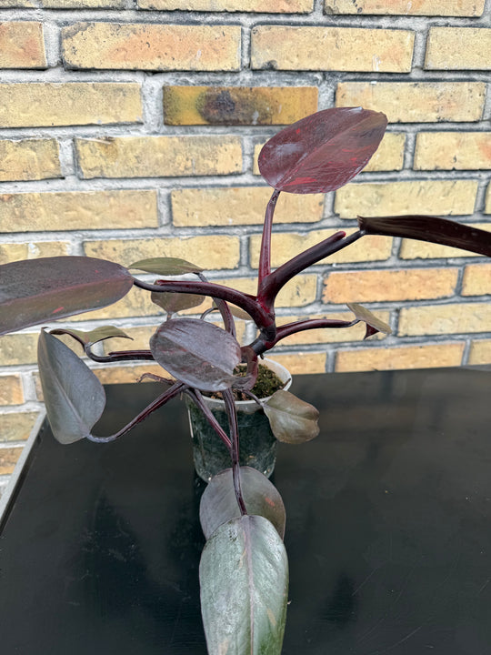 Philodendron princess of orange