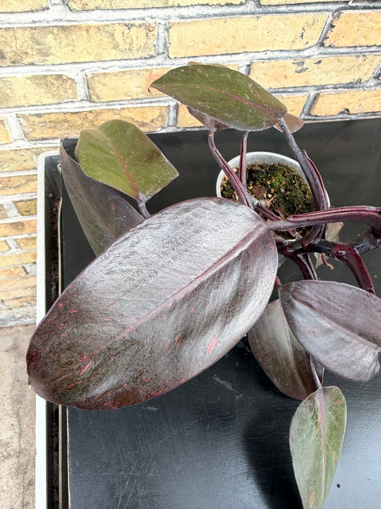 Philodendron princess of orange