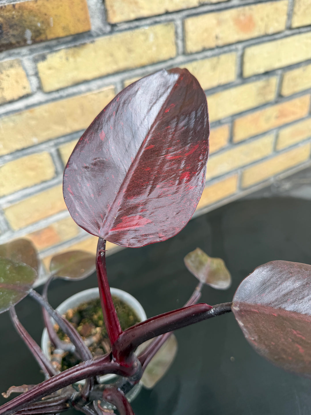 Philodendron princess of orange