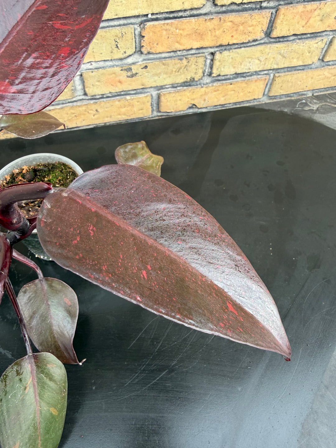 Philodendron princess of orange