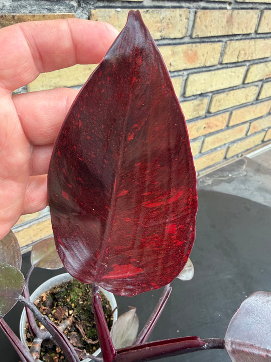 Philodendron princess of orange