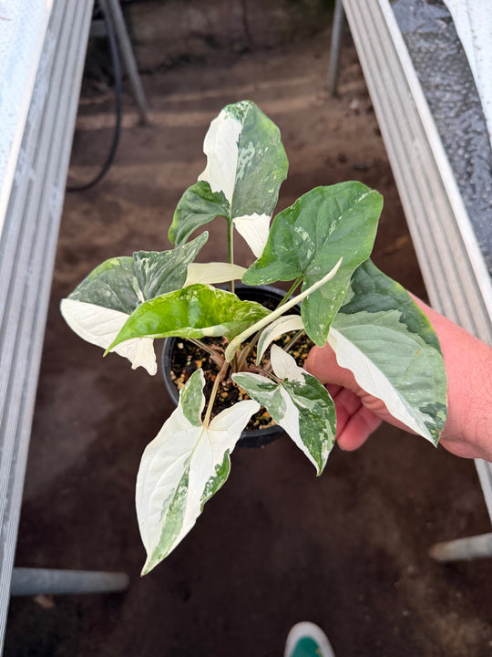 Syngonium albo