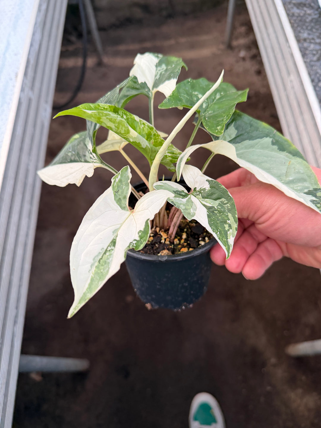 Syngonium albo