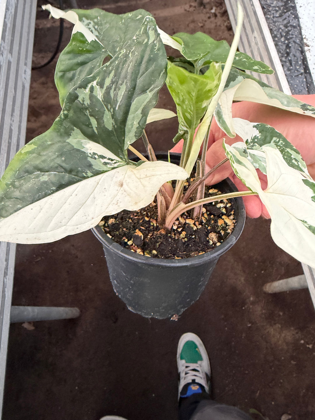 Syngonium albo