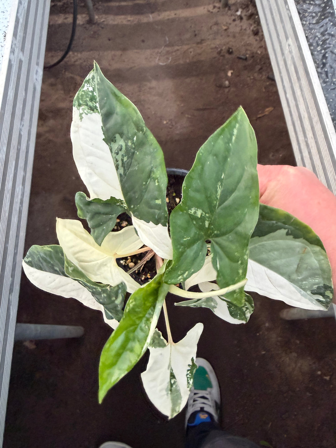 Syngonium albo