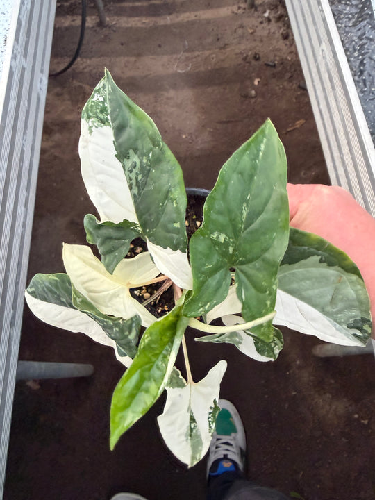 Syngonium albo