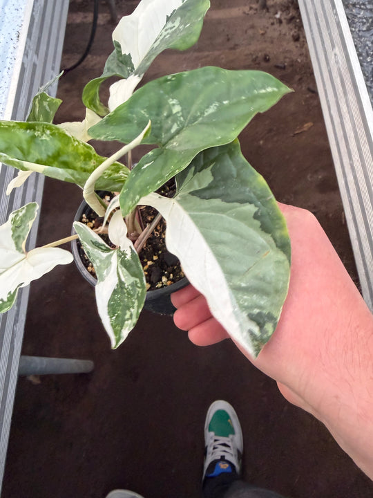 Syngonium albo