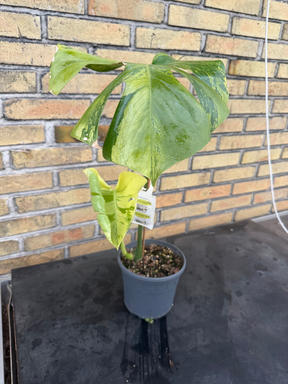 Monstera aurea mint