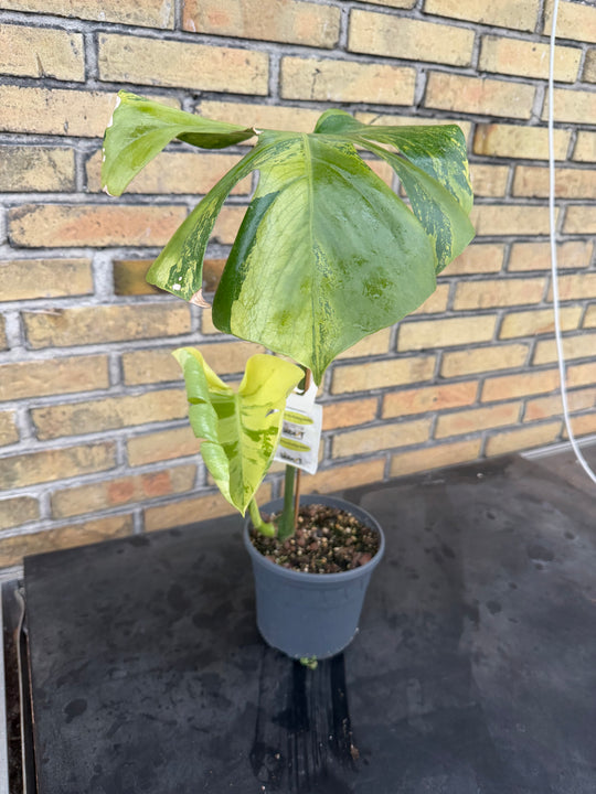 Monstera aurea mint