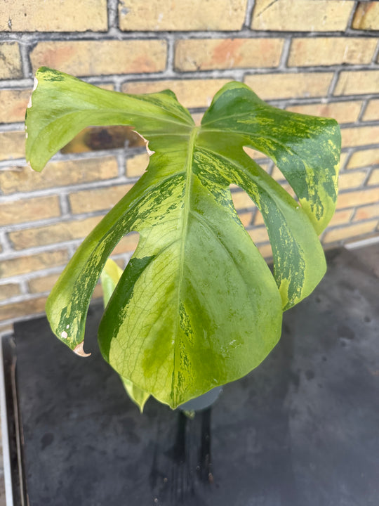 Monstera aurea mint