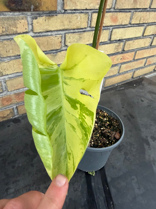 Monstera aurea mint