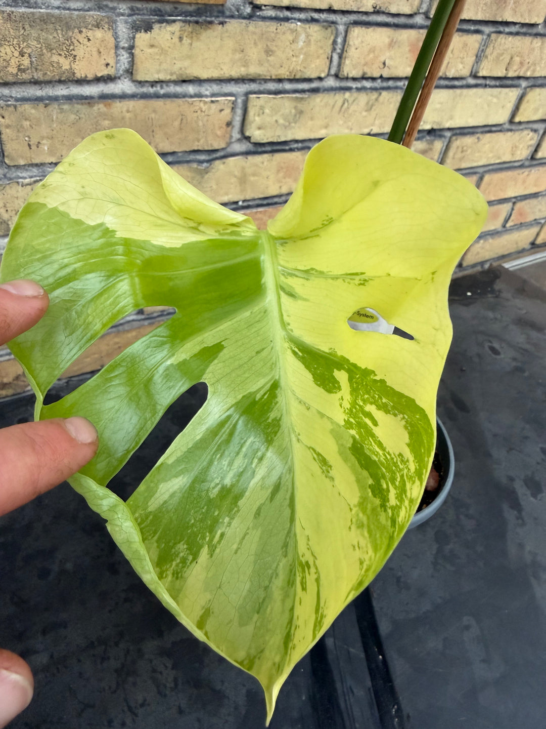 Monstera aurea mint