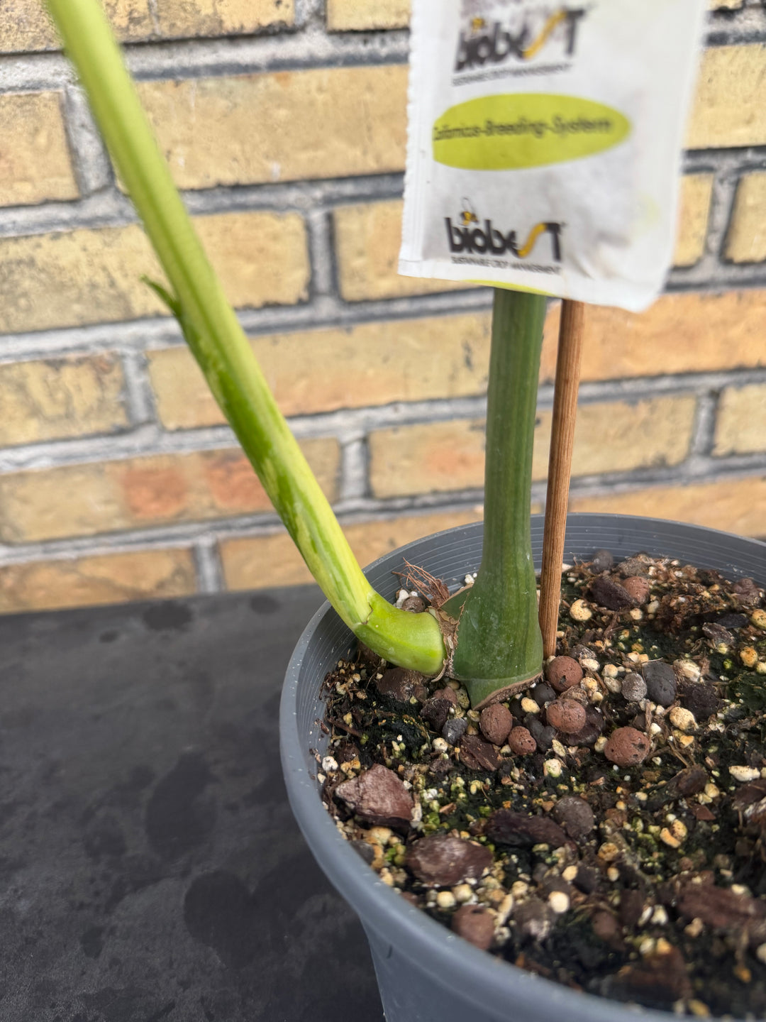 Monstera aurea mint