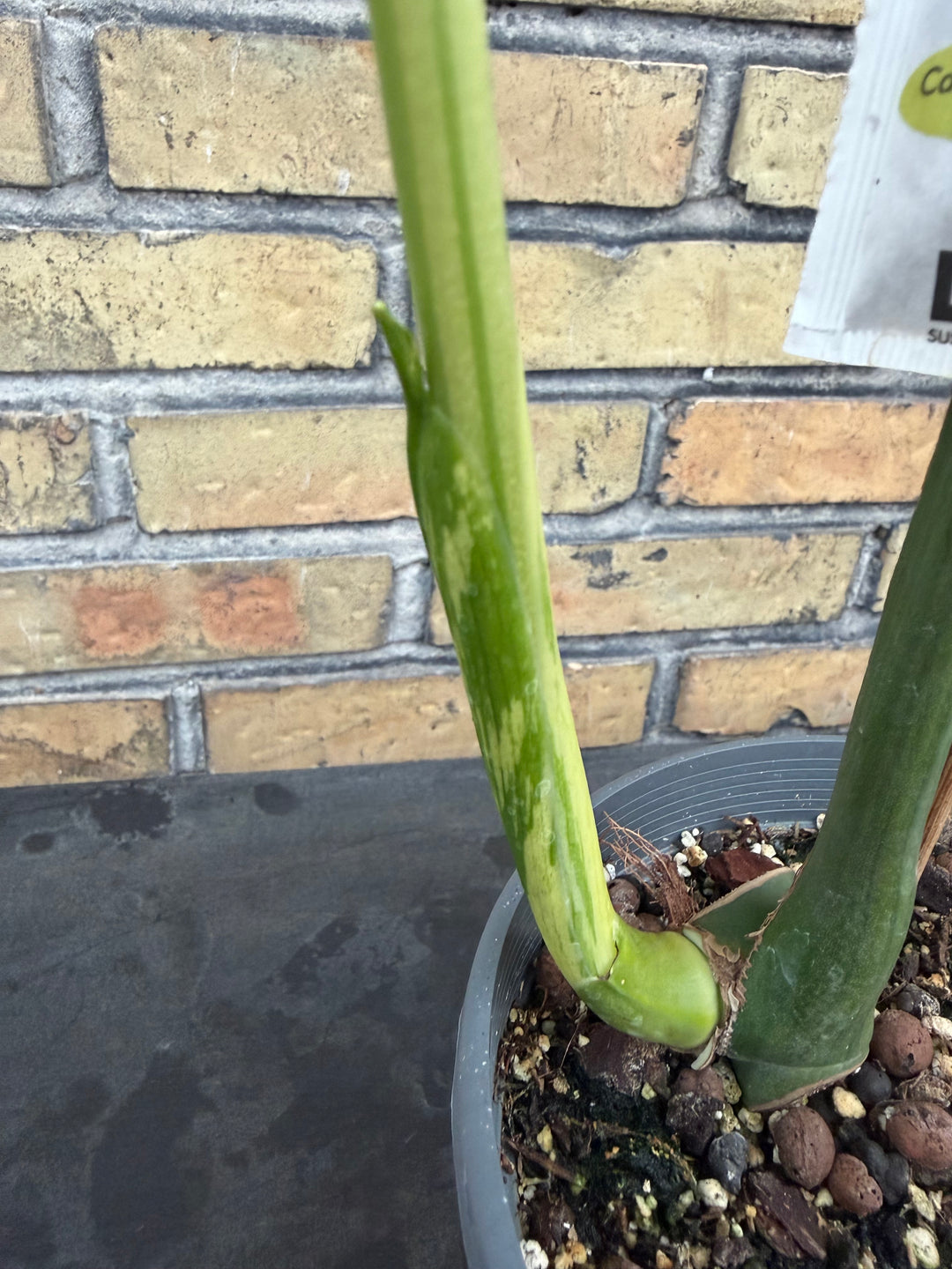 Monstera aurea mint