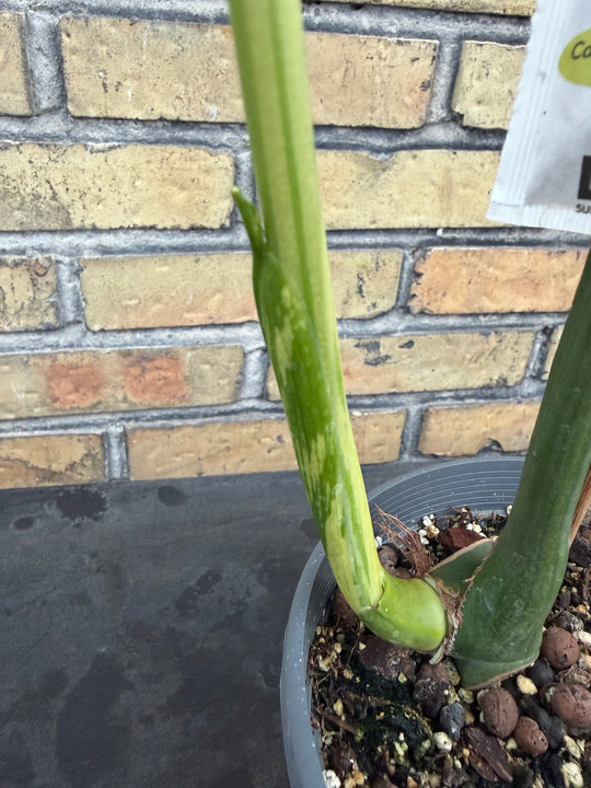 Monstera aurea mint
