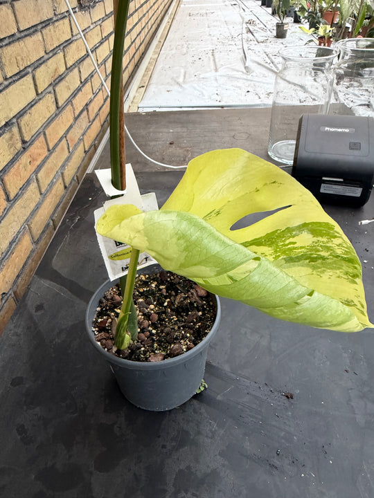 Monstera aurea mint