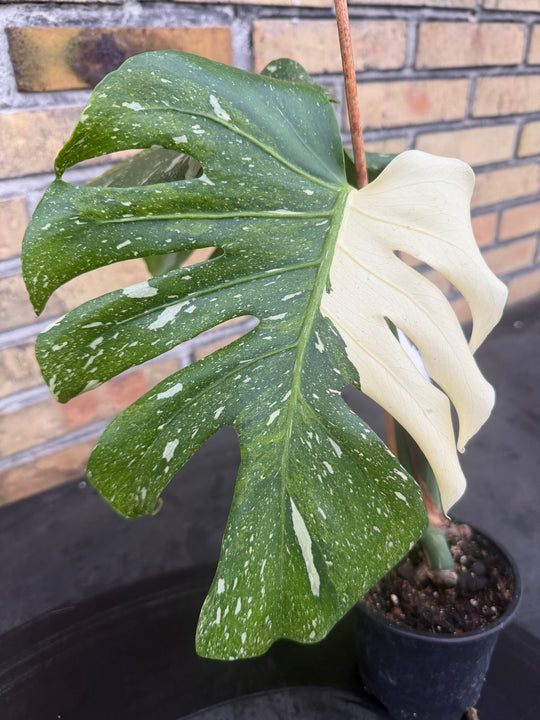Monstera Thai Constellation -kolmivärinen ihme