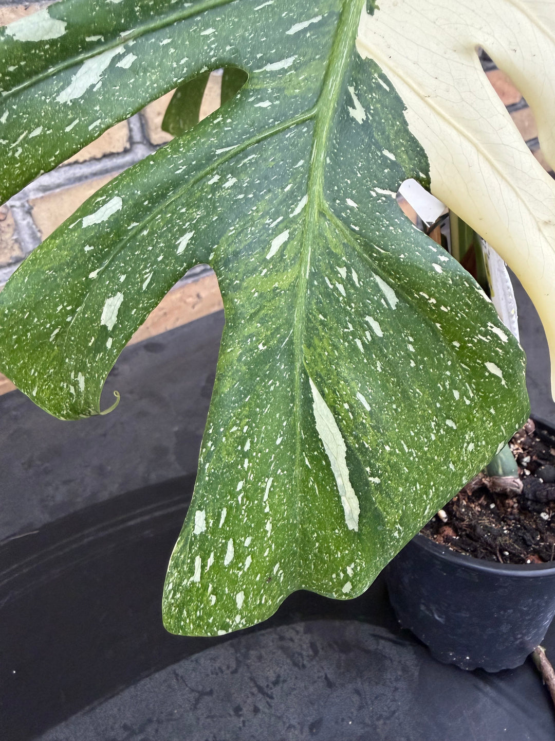 Monstera Thai Constellation -kolmivärinen ihme