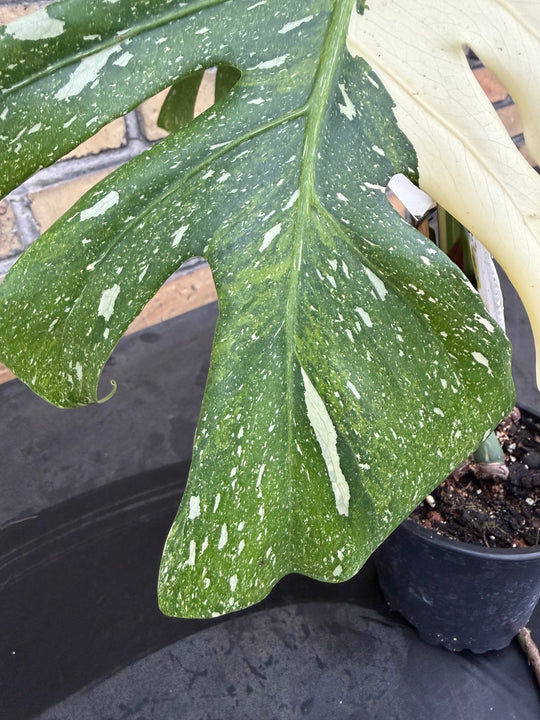 Monstera Thai Constellation -kolmivärinen ihme