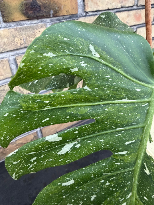 Monstera Thai Constellation -kolmivärinen ihme
