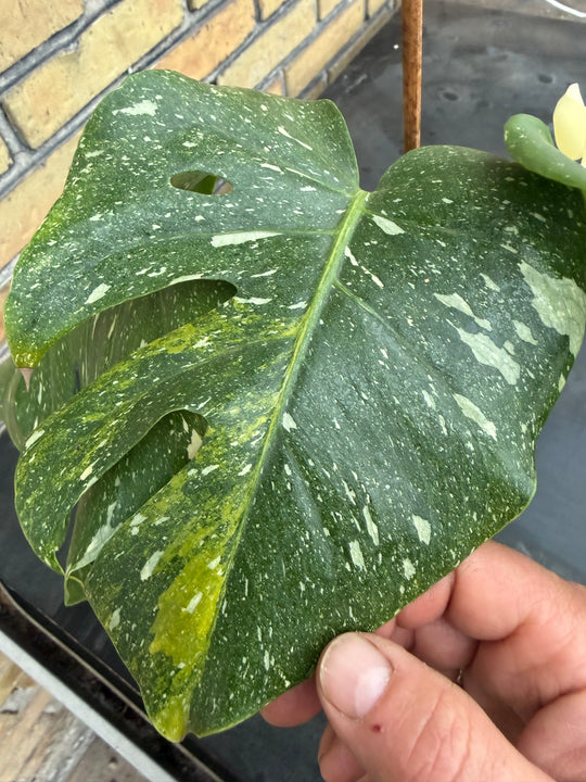 Monstera Thai Constellation -kolmivärinen ihme