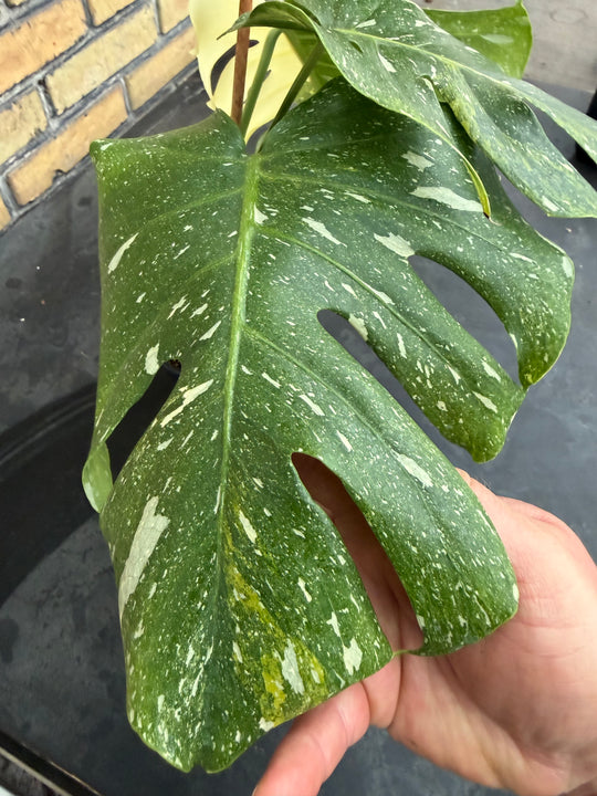 Monstera Thai Constellation -kolmivärinen ihme
