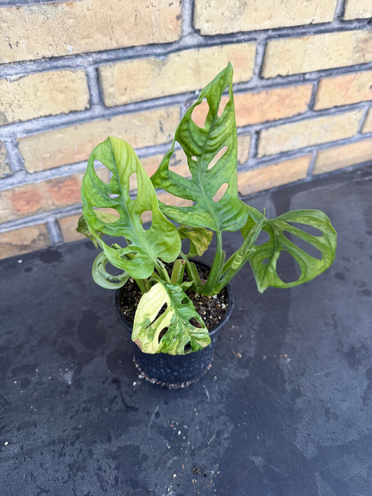 Monstera adansonii aurea