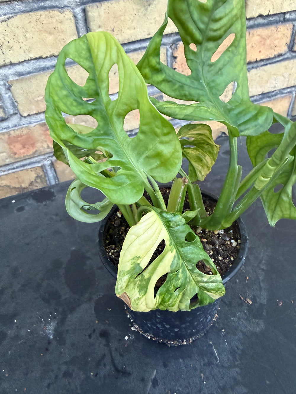 Monstera adansonii aurea