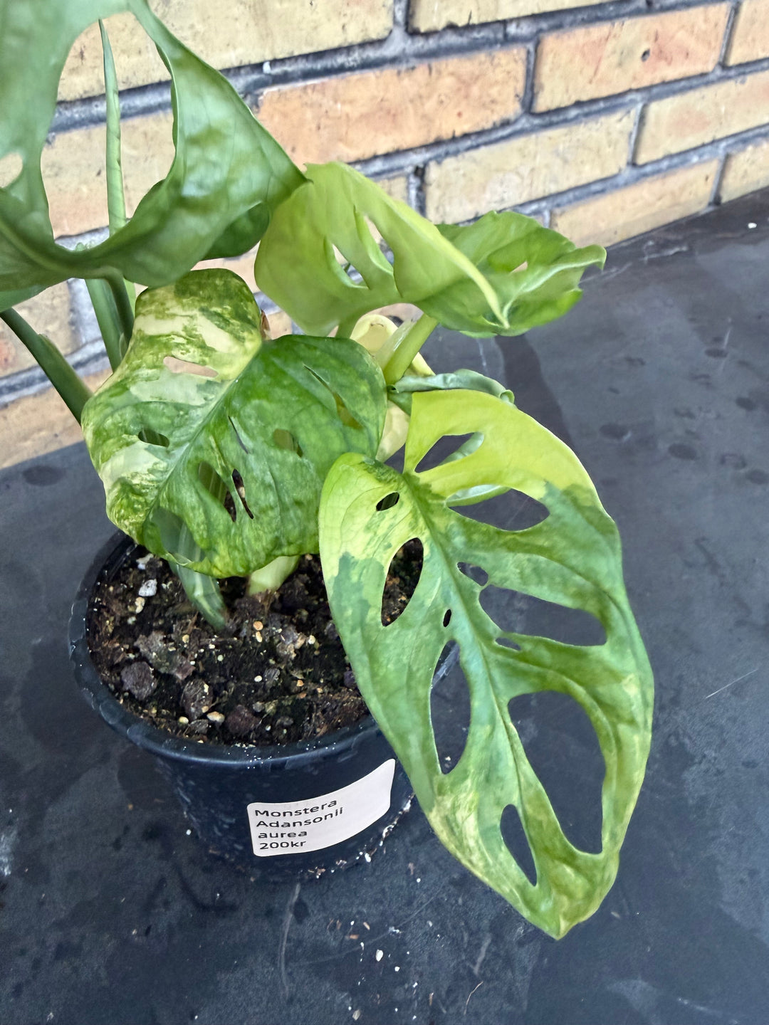 Monstera adansonii aurea