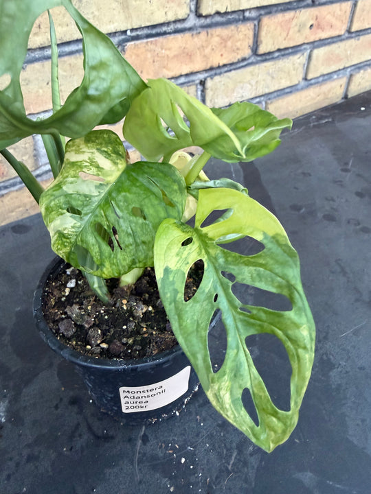 Monstera adansonii aurea