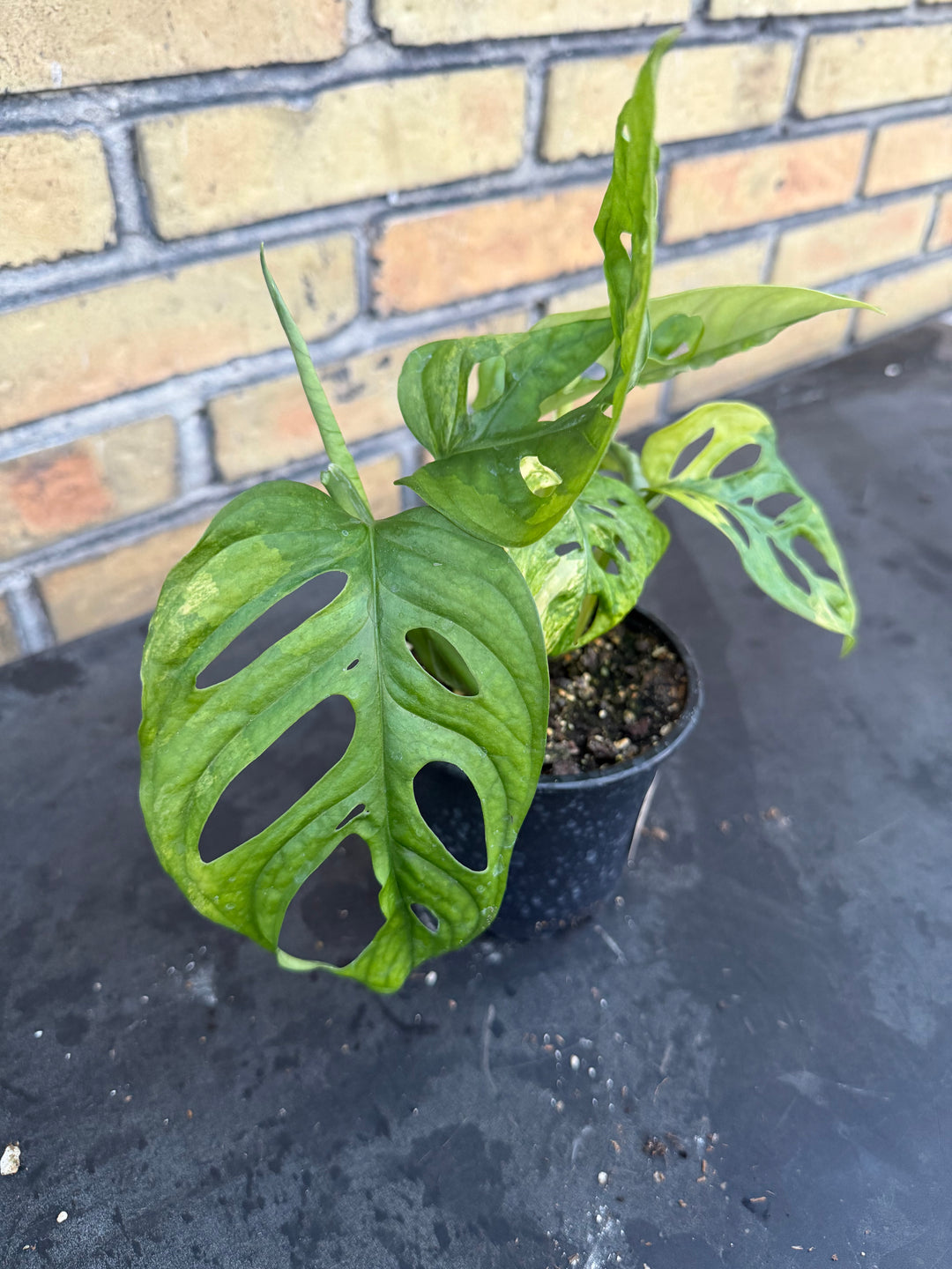 Monstera adansonii aurea