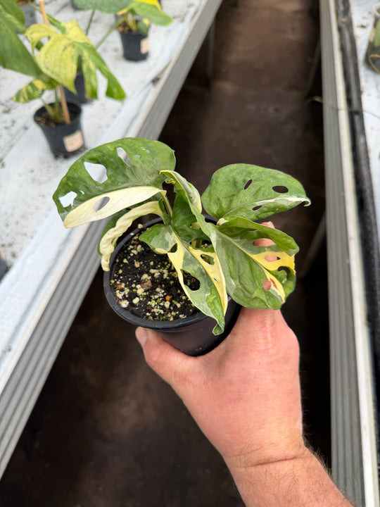 Monstera adansonii Varigata