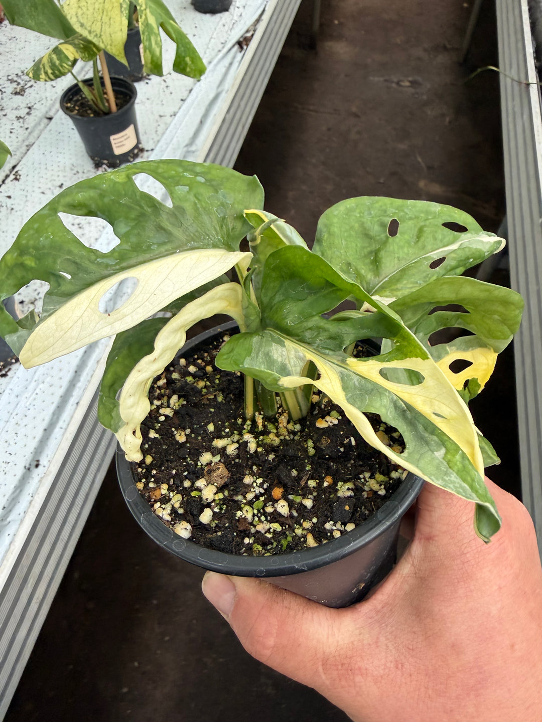 Monstera adansonii Varigata