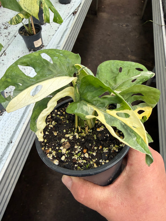 Monstera adansonii Varigata