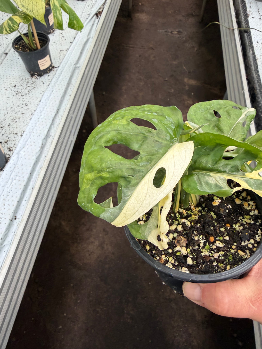 Monstera adansonii Varigata