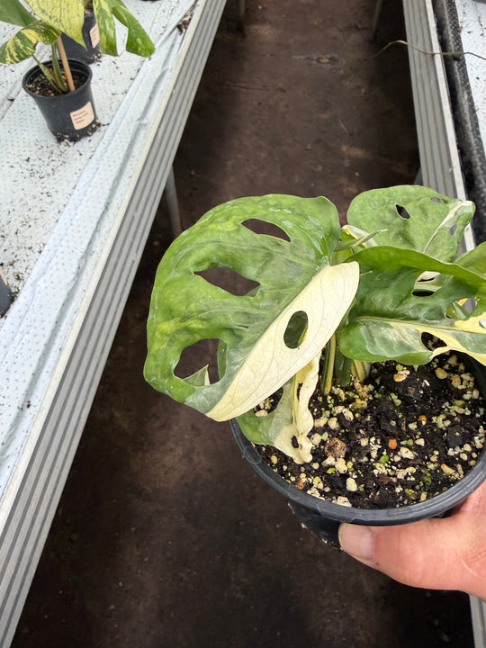 Monstera adansonii Varigata