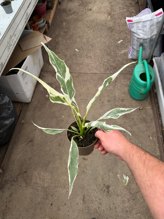 Spathiphyllum diamond variagata