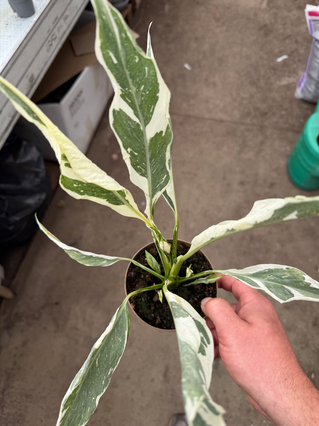 Spathiphyllum diamond variagata