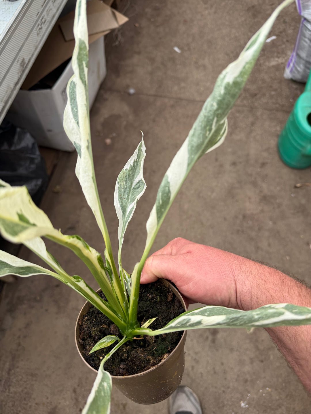 Spathiphyllum diamond variagata